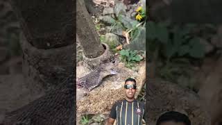 CUIDADO Com Cobra Decapitada! Descubra por que ela ainda é perigosa após perder a cabeça! 😱🐍