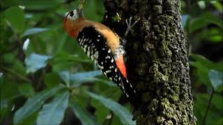 rufous bellied woodpecker