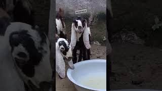 #beetalgoats #mewatibakra #totapurigoat #viralshorts #trending #sirohibakra #sojatgoats HMgoatfarm