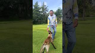 ADIESTRAMIENTO CANINO INICIO DE  POSICION DE ADIOS PARA PROTECCION DEL MANEJADOR