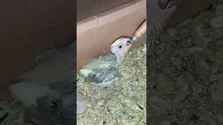 Hand feeding Cocktail chicks #handfeedingbirds #pets #ytshorts #subscribe #share #viralshorts