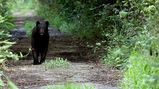 Florida Black Bear In The Fakahatchee Strand Preserve State Park, FL