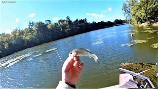 Metoda Gęsie Pióro z Krewetką Łowi Ryby (Goose Feather with Shrimp Fishing Method)