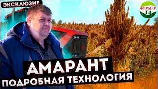 Амарант: подробная технология