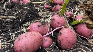 Harvesting Potatoes