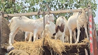 Lag Gaya Mela😍 Ek se Ek Khassi Milege Yaha || Al Mehtab Goat Farm