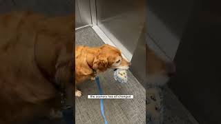 Just for fun! What do dogs think? #dog #goldenretriever #elevator #iwonder