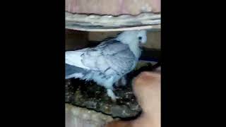 Pigeon female save own chicks | Pigeon defends chicks with her life And I was only trying