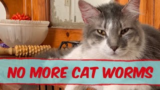 Natural Way to Worm Cats And Rid Intestinal Parasites Fast