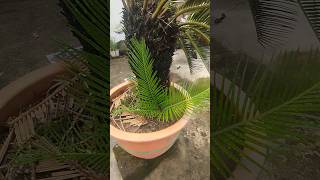 Sago palm