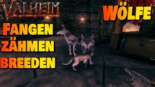 Wölfe zähmen, züchten und zum Gassi gehen ausführen! | Valheim Guide