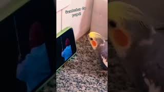 Calopsita cantando muito quando vê o vídeo do dono. #calopsita