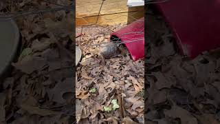 Update time. Box turtles vs earthworms 🪱