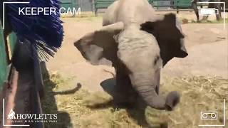 World Elephant Day Behind The Scenes | Howletts Wild Animal Park