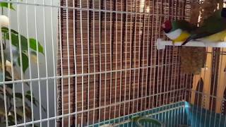 Gouldian finch breeding - first egg December 06 2016