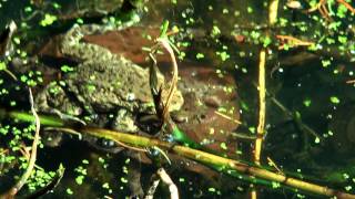 Es tut sich was im Teich,es wird gefröschelt.-Ober+Unterwasseraufnahmen.