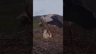 the  love 💕💕 and caring 💝🤩 of birds (storks couple)