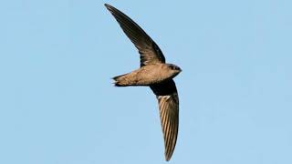 Chimney Swift Noises in Your Home