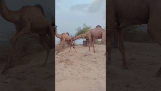 Big camel attack little camel  😱#viral #crazy #angry #shorts