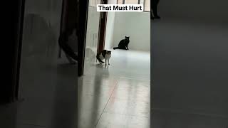 Cat Hitting A Wall. #fun #funny #funnyvideo #best #cat #cats #best #satisfying