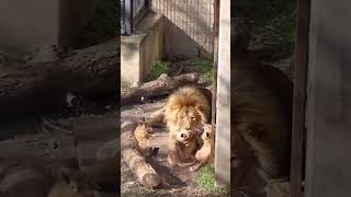 The Lion 🦁 King 👑 || Mufasa with Cubs 😍🥰 #shorts #short