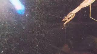 HUGE CREEPY PREYING MANTIS EATING ANOTHER BUG AND TAPPING ON WINDOW! Part 2!