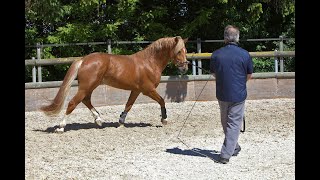 BRITISH HORSE SOCIETY • TRAINING THE YOUNG HORSE