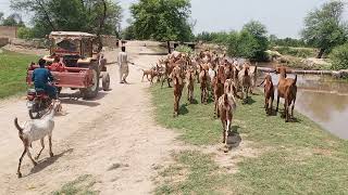 Makhi Cheeni Goats Of Bahawalnagar Goat Farm