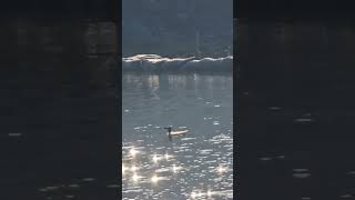 Beautiful morning from duck hunting  #viral #viralvideo #youtube #youtubeshort #beautiful #beautiful