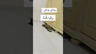 Takbeer @mocktalesfamilyvlogs  #viral #shorts #zilhajj #islamicshorts