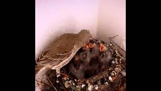 A Fascinating Look at Baby House l Finches:Time-Laps