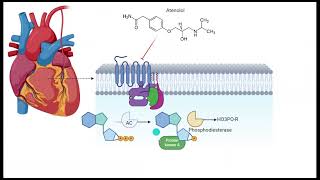 | Atenolol | Angina de pecho | Mecanismo de acción |