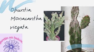 #retocactusfavorito Opuntia Monacantha variegada