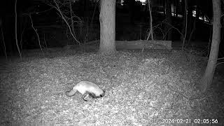 Fox trying to catch pray in the surburbs caught on trail cam