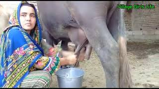 Fast Buffalo Milking by Village Girl || Daily Routine || Village Life