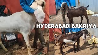 Gulabi Hyderabadi Breedline Goats | Marwa Goat Farm Phisal Banda Hyderabad