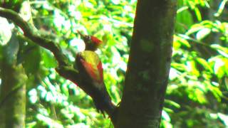 Woodpecker, Crimson-winged - Picus puniceus - male