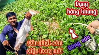 Điểm câu Huyền thoại || đụng độ cá tra khủng trong đám lục bình