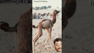 New camel baby #shortfeed #shortsvideo #shortviral