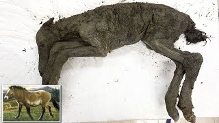 Scientists Extracted Liquid Blood From 42,000-Year-Old Foal Found in Siberian Permafrost