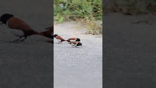 Tricolored munia (Lonchura malacca) #tricolor #munia #birds #search for #food #friends #birding #4k