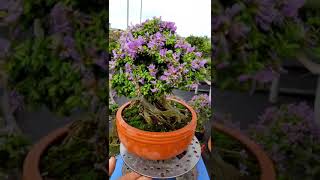 The Tropical Bonsai Inc. Antidesma Bloom