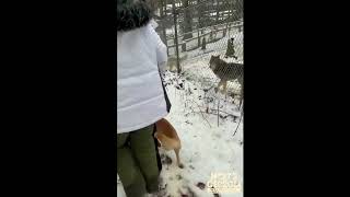 Moving the New Guinea Singing Dogs after the Winter Storm Jan 16th 2022