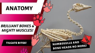 Brilliant Bones and Mighty Muscles