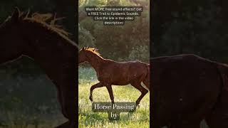 Horse Passing By Sound Effect. Free Copyright SOUND EFFECTS | SoundME #shorts