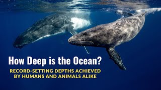 How Deep is the Ocean? Record-setting Depths Achieved by Humans and Animals