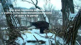 Aguila calva (Haliaeetus leucocephalus) DM2 y Mami restaurando su nido