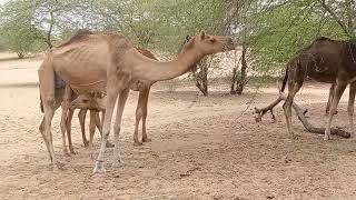 camels #viralvideo #camel #camelculture #camels #animals #tharparkar