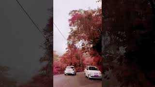 Loving Nature Drive #nature #travel #shorts #trendingvideo #hillstation