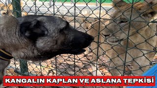 KANGALLAR 300 KİLOLUK DEV KAPLAN’A KARŞI